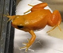 Golden Mantella Frogs