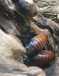 Madagascar Giant Hissing Cockroach