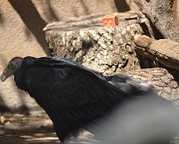 Western Turkey Vulture