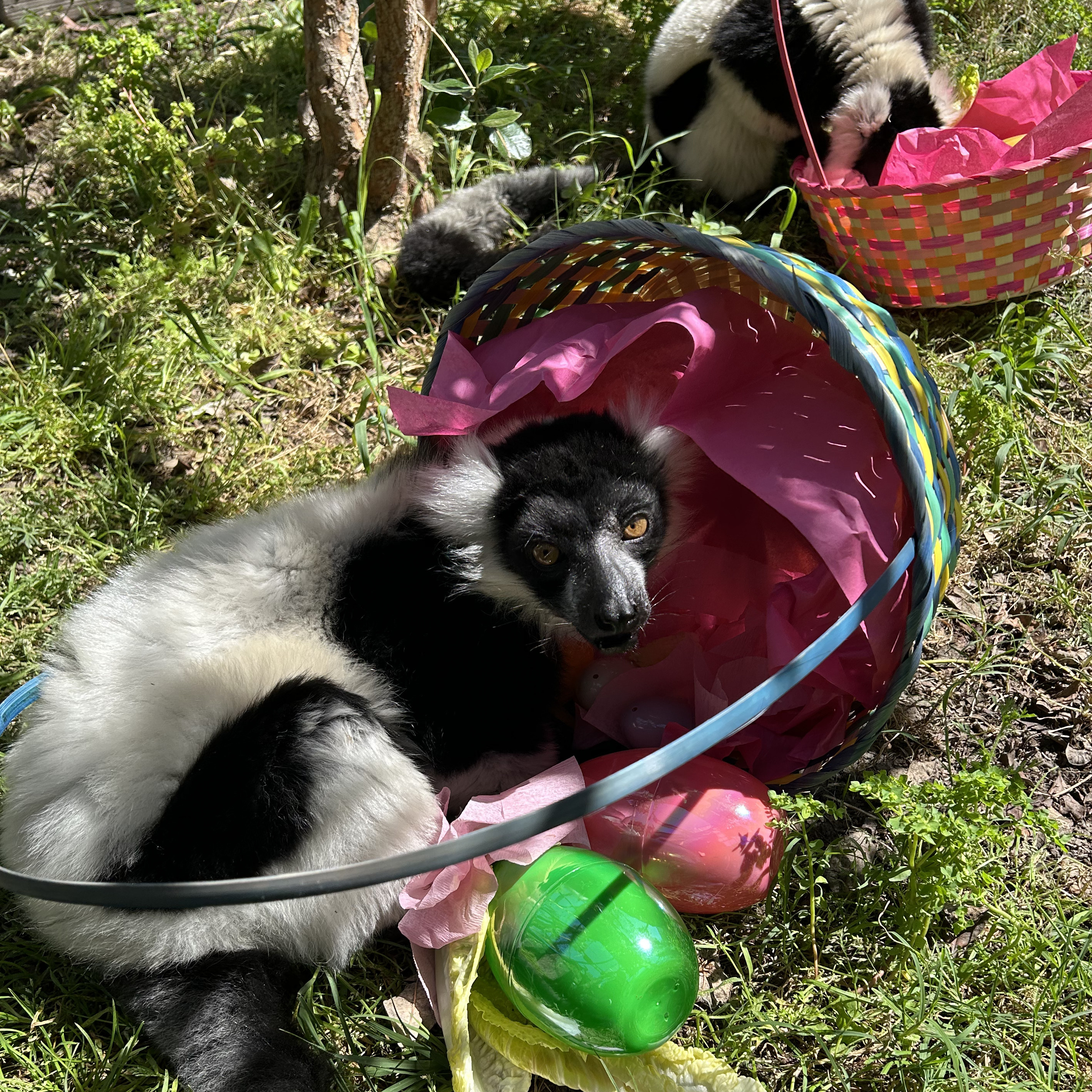Animals | mgzoo.com