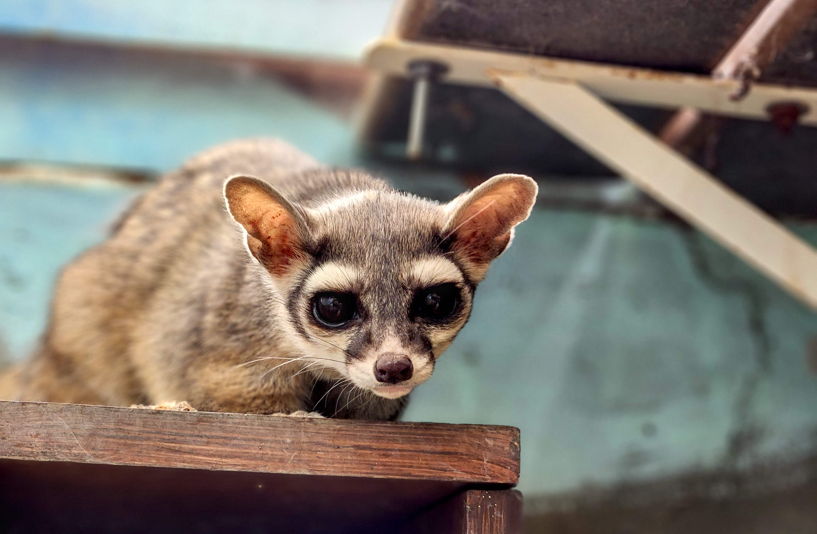 Animals | mgzoo.com