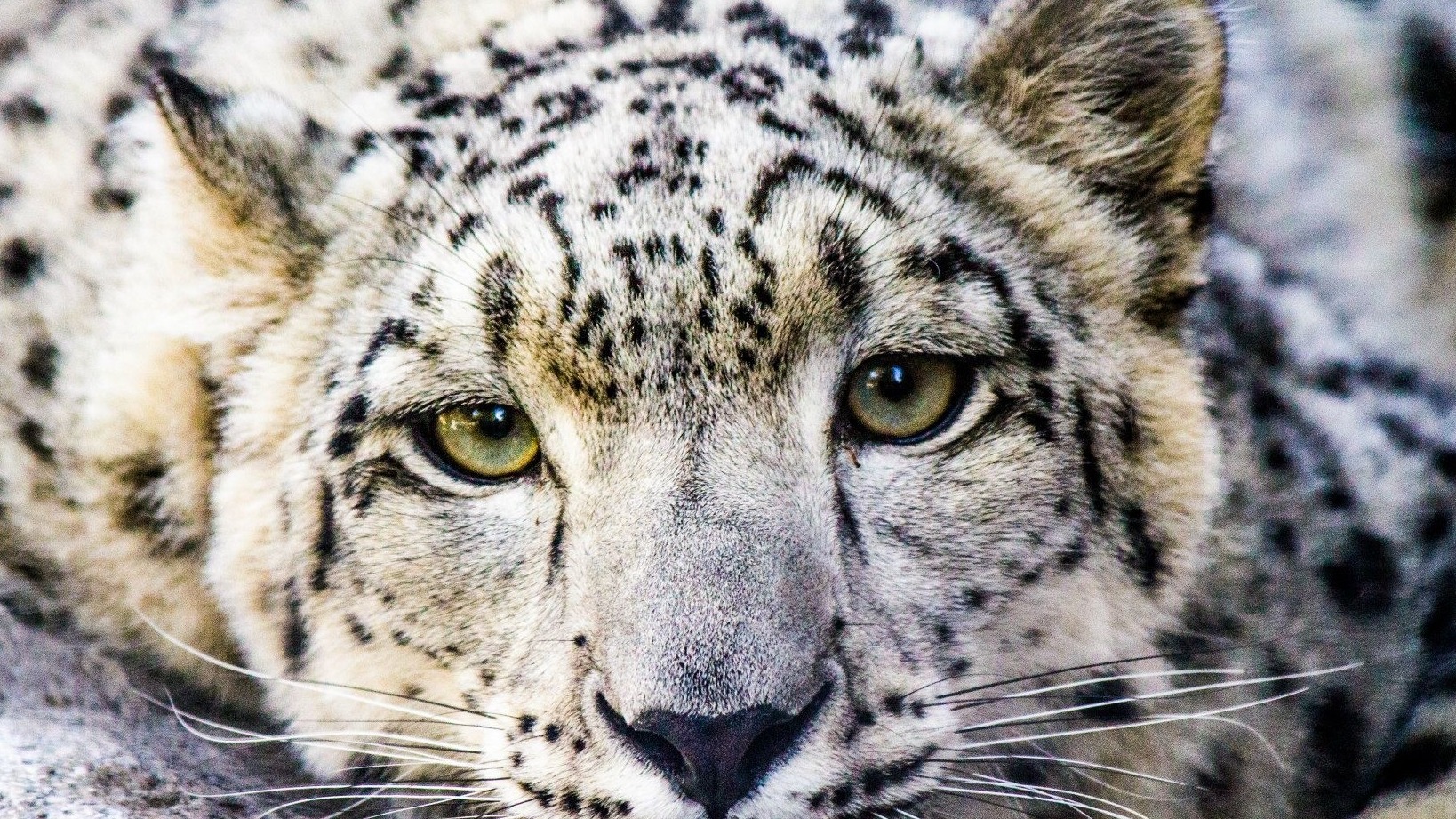 Trini laying on rocks.