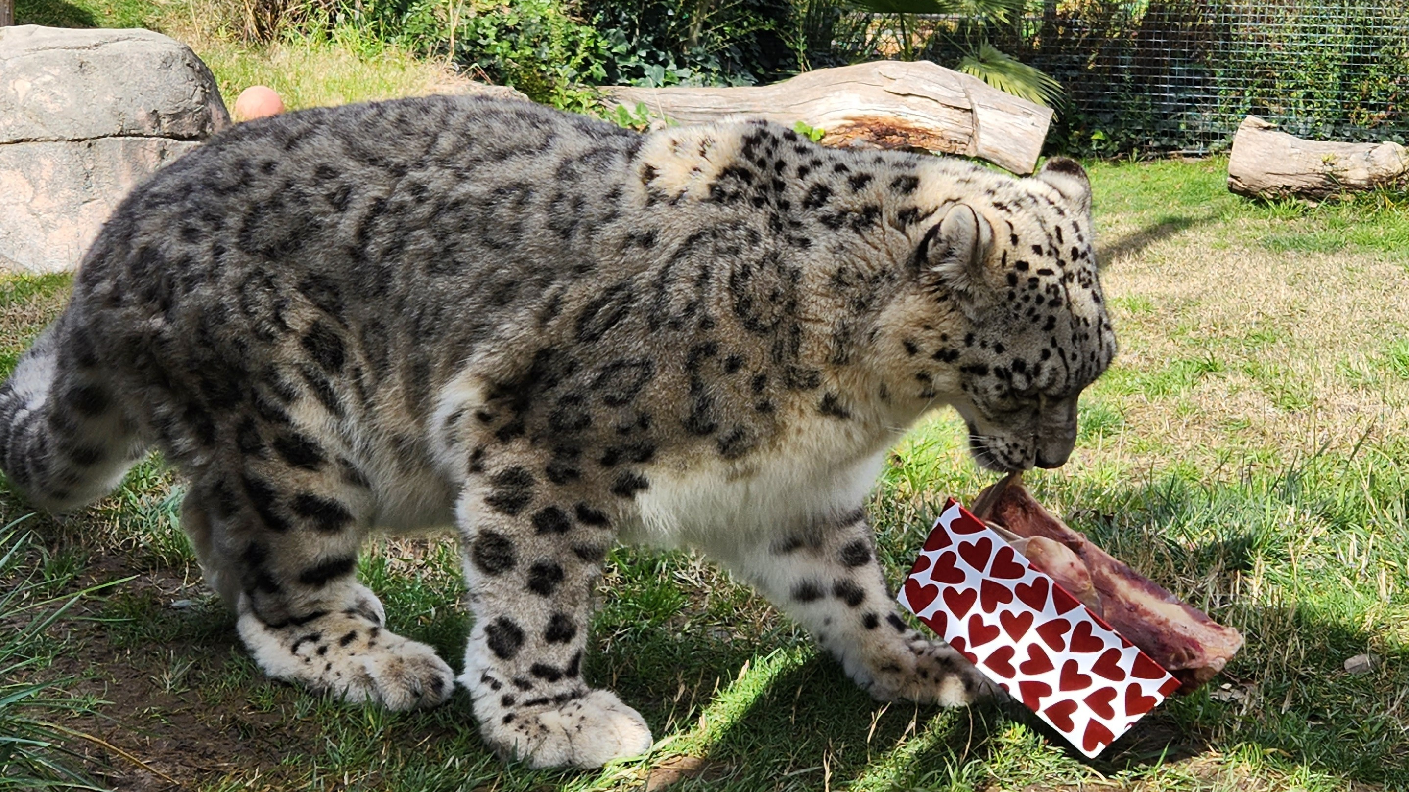 Trini the snow leopard receiving a bone in a themed box for Valentines day