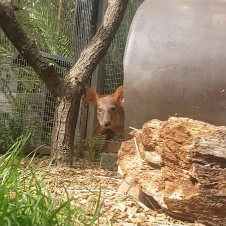 Pudu Peaking Out