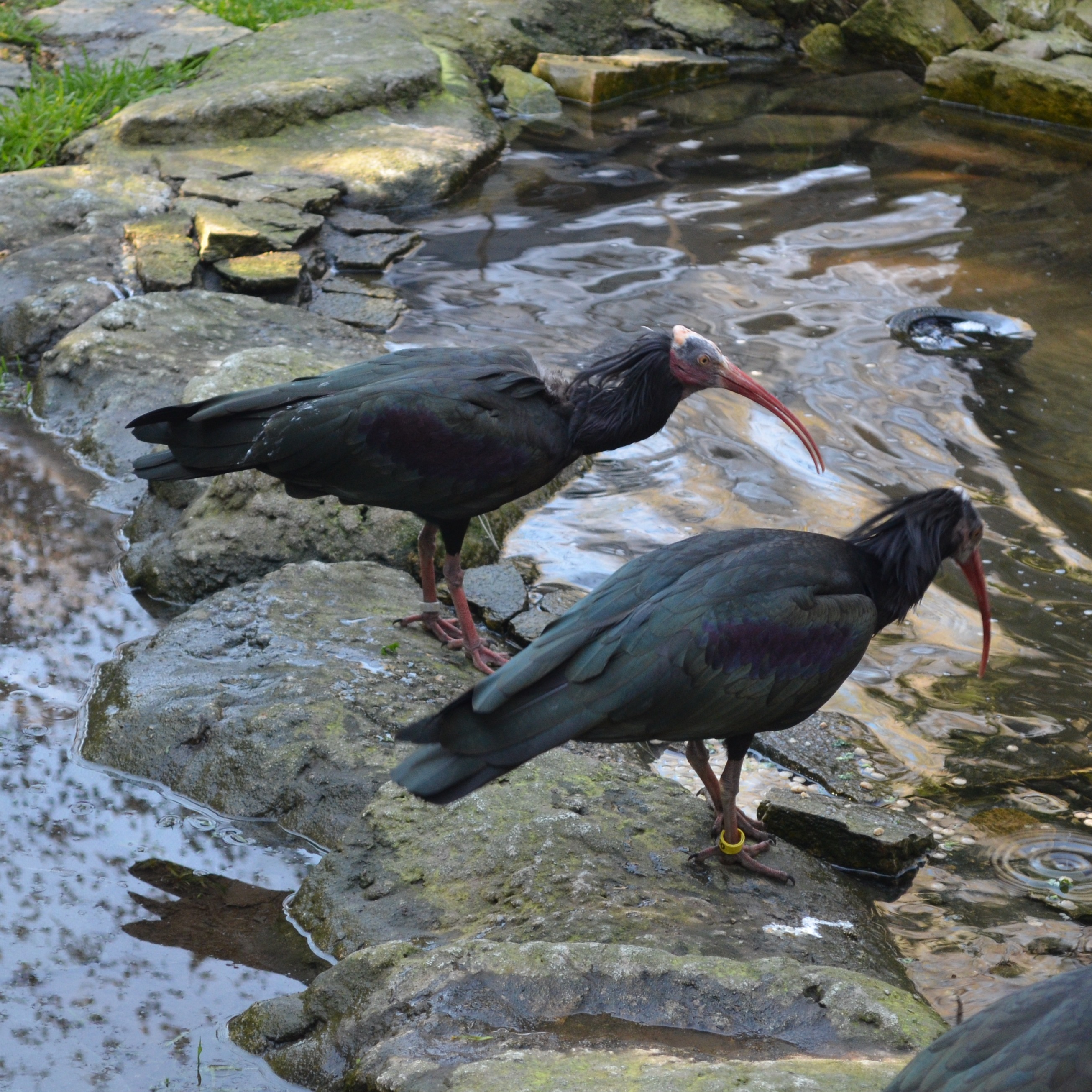 Northern Bald Ibis sitting on rocks in a pond, dark grey green feathers with a long reddish beak