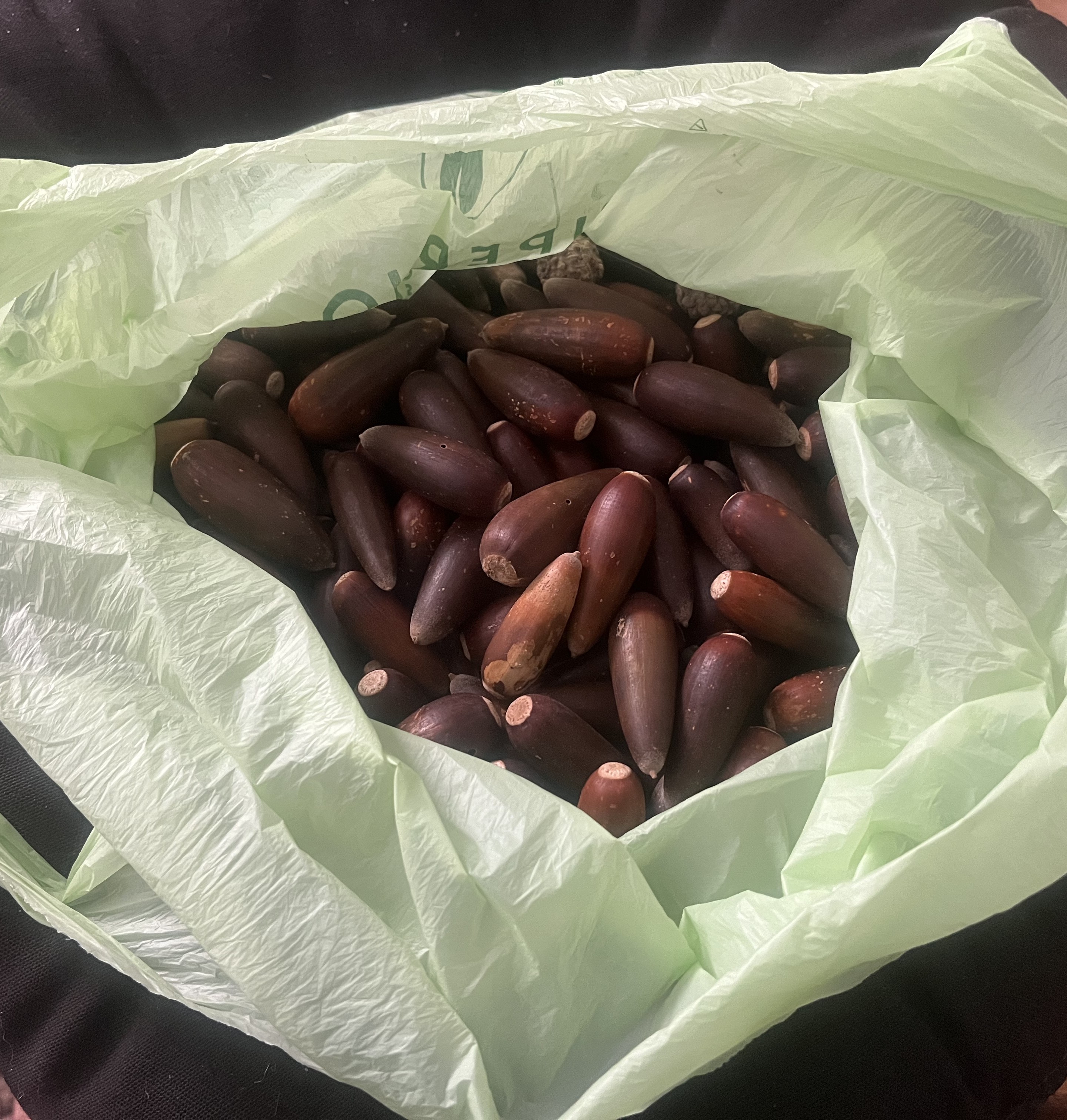 Valley Oak Acorns in a bag collected by zoo volunteers.
