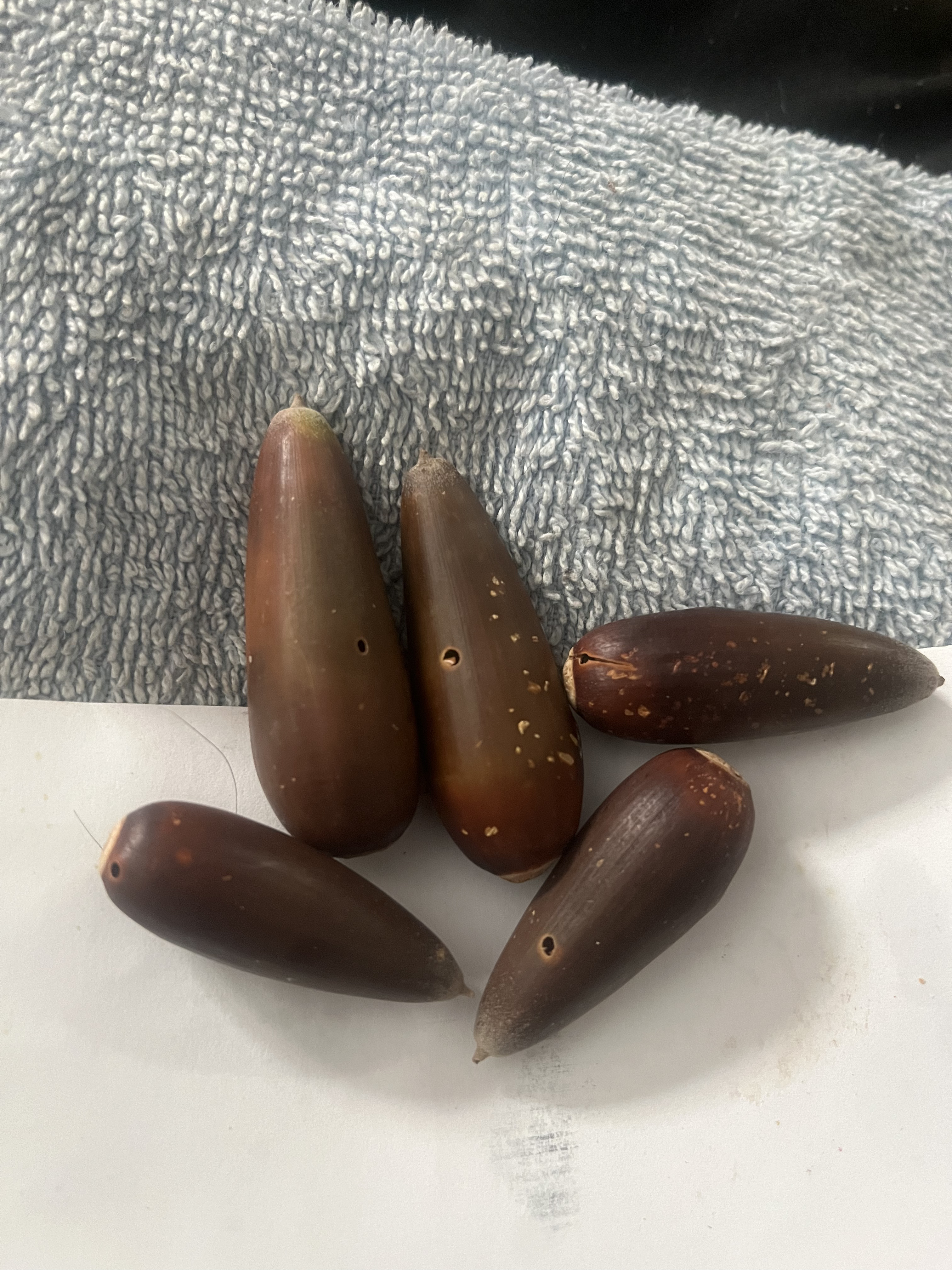 Valley Oak acorns showing holes created by insects, these are considered unviable for germination.