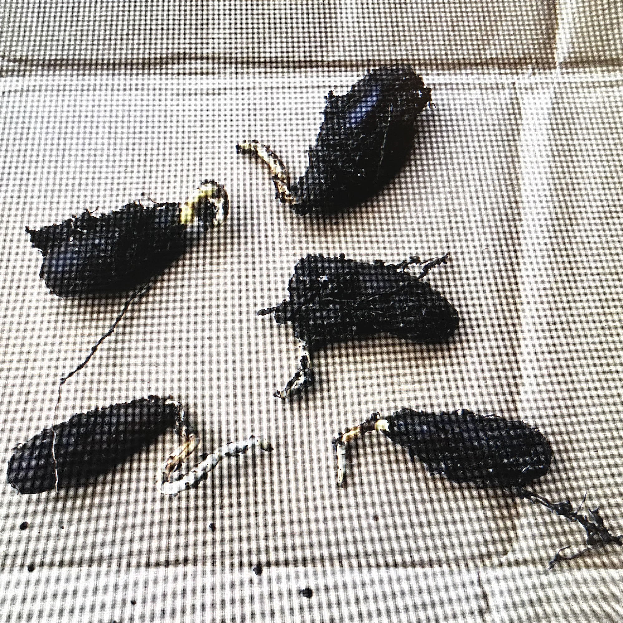 Acorns placed on cardboard after being removed from the topsoil showing germination.