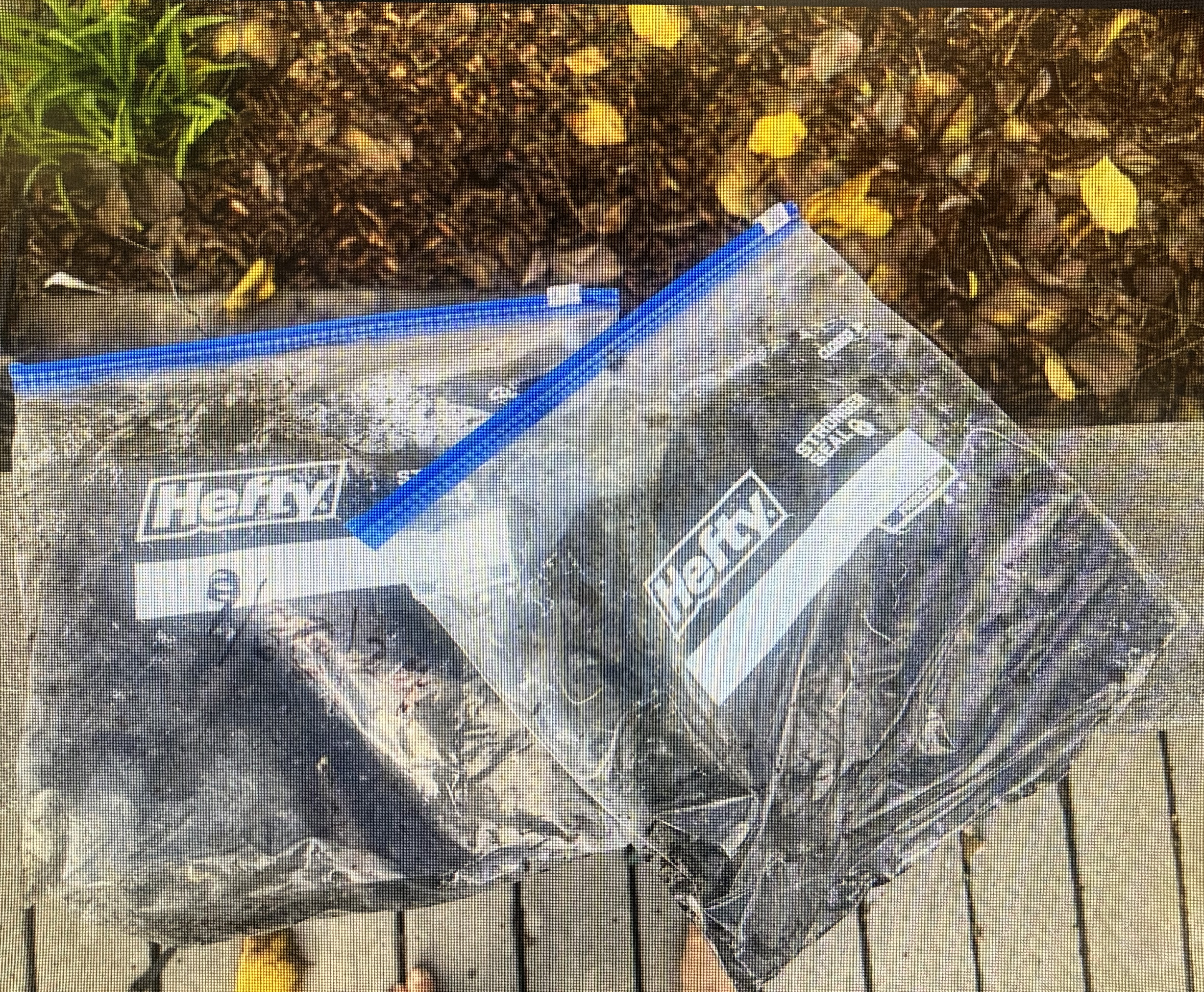 Acorns in sandwich bags filled with topsoil for stratification.